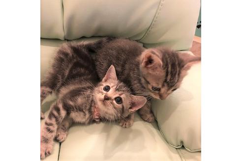 成約済の大阪府のアメリカンショートヘア-5379の1枚目